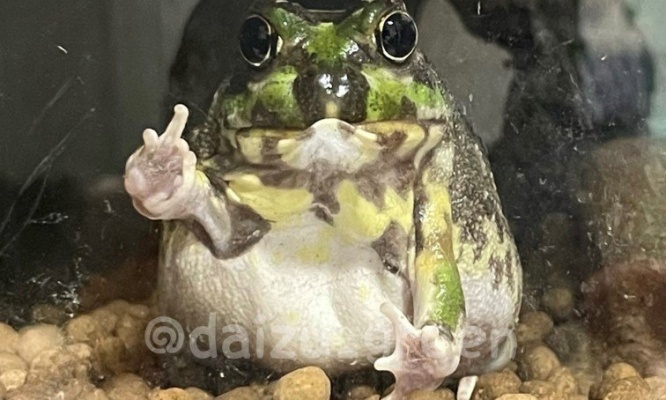 視線を感じて目を向けたら、カエルがまさかの「真顔ピース」　シュールで可愛い姿が話題に