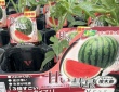 見せてもらおうか、そのスイカの性能とやらを！　3倍すごいニュータイプ品種「甘い彗星」に6万人騒然