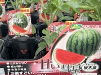 見せてもらおうか、そのスイカの性能とやらを！　3倍すごいニュータイプ品種「甘い彗星」に6万人騒然