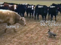 こいつ、できる....牛の軍団に勝負を挑んだたった1羽の鳥が圧倒的勝利をつかむまで