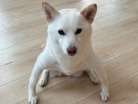 サムライすぎる柴犬、激写される　13万人を魅了したその姿とは