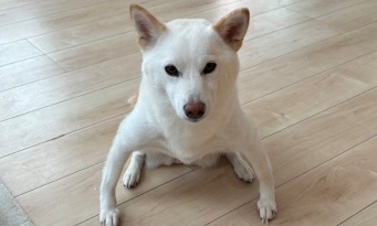 サムライすぎる柴犬、激写される　13万人を魅了したその姿とは