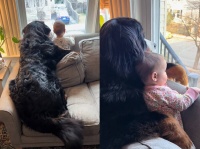 こんな動画だけ見ていたい。大きな犬と赤ちゃんが寄り添いながら窓の外をみる1年間の記録