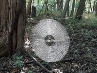対人間用かな？人が捕まえられるほど巨大な蜘蛛の巣が発見される（アメリカ）※蜘蛛出演中
