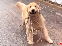 愛犬の「見て見て～！イイモノ拾ってきたヨ！」凍った坂道をどや顔で走り下りて来るゴールデン