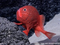 うれしいニュース、100種を超える新種の海洋生物がチリの海底山脈で発見される
