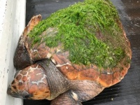 本当にウミガメ？（きのしたちひろchimomonga