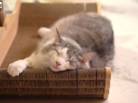 「愛猫がでかくなったもんだから…」と、大きめサイズのアイテムをいろいろ買ってみた
