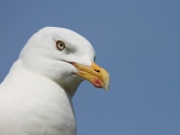 カモメが人間の持っている食べ物を狙う理由。カモメは人間の食べ物がおいしいことを学習していた（イギリス）
