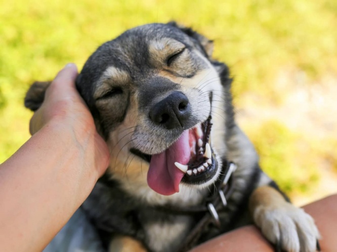 犬アレルギーに朗報。原因物質の構造が解明され、予防ワクチンの開発に前進