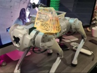 ロボット犬を散歩させていたら見知らぬ女に蹴られた飼い主、賞金をつけSNSで犯人捜し