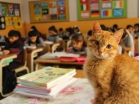 猫向け優良人間づくりは早期から。小学校で毎日授業を受ける野良猫、子供たちの指導係も（トルコ）