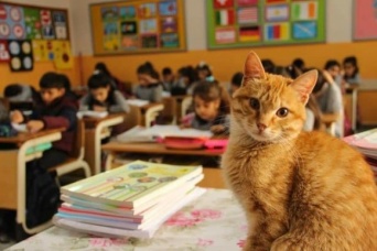 猫向け優良人間づくりは早期から。小学校で毎日授業を受ける野良猫、子供たちの指導係も（トルコ）