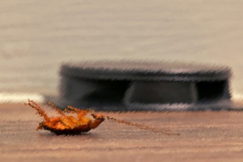 燻煙式殺虫剤の罠を回避するゴキブリ。だがその煙は他の生物に危険性（アメリカ）