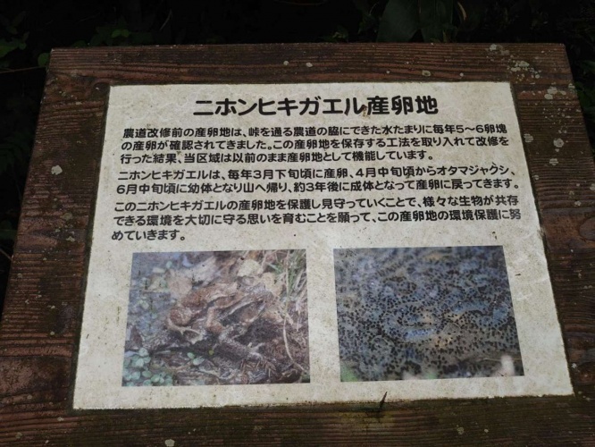 ニホンヒキガエルの貴重な産卵地だ（画像提供：邑南町役場羽須美支所）