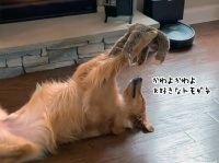 こんな動画だけ見ていたい。犬が大好きなぬいぐるみを天に掲げ、いとおしそうに見つめるやさしい世界