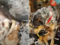 「道端で陣痛が始まった野良犬がいる！」から生まれた13匹の子犬たち、1年後のハッピーバースデー