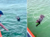 犬が必死に海の中を泳いでいる！沿岸警備隊が無事救助