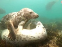 北海は豊かな海だった！ハイイロアザラシやイルカたちに歓迎を受けるダイバー