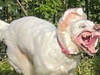 捕食中にしか見えない...　元気に庭を駆け回る〝ナニカ〟にネット民戦慄「確か犬、だったよな...」「バイオに出てきそう」
