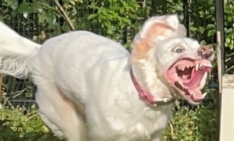 捕食中にしか見えない...　元気に庭を駆け回る〝ナニカ〟にネット民戦慄「確か犬、だったよな...」「バイオに出てきそう」