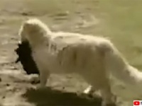 もー見てられにゃい！子育達人の母猫が隣家の新米母犬の子を誘拐してお世話しちゃう