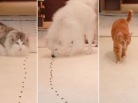 食べ方一つにも個性が出る？愛猫・愛犬のオヤツの食べ方と、ペットと幸せに暮らす新居のデザインについて