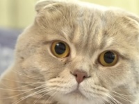 魚・猫・犬、それぞれのコロナパンデミック日記（ユーモア擬人化代弁動画）