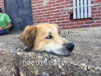 犬の首から下どうした！？ネットがざわついた1枚の画像