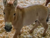 絶滅危惧種の馬「モウコノウマ」のクローンが誕生。40年前に冷凍保存した遺伝子サンプルから現代に蘇る（アメリカ）