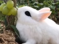2023年は兎年なので、かわいいウサギたちにセロトニンをブーストしてもらおう