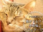 猫を飼っている人は必見！　セラピスト直伝のペットマッサージ動画。