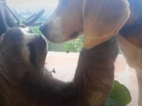 「いつまでも一緒にいようね！」犬と保護ナマケモノ、まったりペースで親友になる