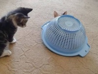 保護子猫「うん？これはいった何かニャ？」カタカタ動く籠の中に潜り込んでいたものとは？