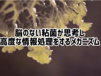 脳をもたない粘菌が思考をめぐらせ、高度な情報処理を行うメカニズム