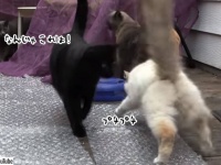 なんじゃこりゃぁ！梱包用バブルラップの上を探検する猫軍