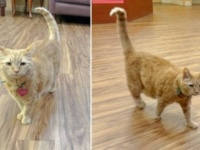 「元気だったようで何より！」9年ぶりに老人ホームを訪れた男性、昔そこにいた猫に再会する