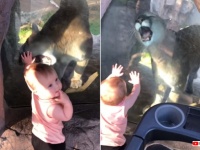 うまそうなのキタ！赤子に近づきガラス越しからなんとか食べようとするピューマ。