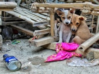 27年にわたり数万匹の野良犬や猫を救い続けてきた僧侶（中国）