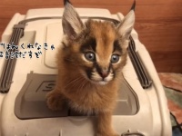 耳毛キュートなワイルドキャット「カラカル」の子猫。お腹がすいたときの鳴き声のピキピキ感がすごい（要音声）