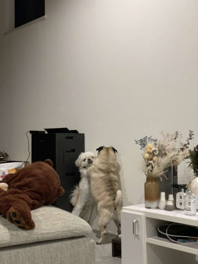 膠着状態...？（＠yokomu_subi）さん提供）