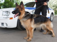 人間のために尽力した英雄犬たちが引退後、悪徳団体の劣悪な施設に入れられてしまう
