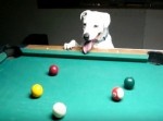 【人間顔負け】ビリヤードでショットを決める犬がハンパねえ