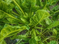 驚くべき変異。サルモネラ菌が植物に感染する能力を獲得したことが判明（米研究）