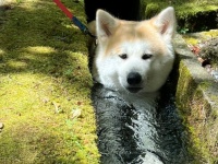 キンキンに冷えてやがるっ...！　散歩中に爆誕した〝冷やし秋田犬〟目にも涼しく3.5万人圧倒的感謝
