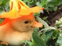 アヒルのヒナにお花の帽子をかぶせたらば。悲しい気分のあなたはこの動画で癒しをもらおう