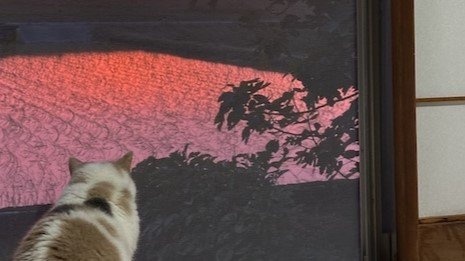 「全部にグッときた」「泊まってみたい」　富山・朝日町の〝おばあちゃんの家〟みたいな宿に17万人魅了される