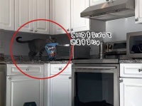 尚、容疑猫は犯行後、用意した車で逃走した模様です
