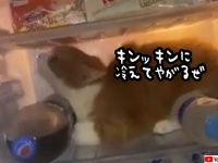 冷蔵庫は我が砦。鉄の意思で中に居座るクールな猫