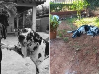 親友を失った犬、墓の上から動こうとせず深い悲しみを示す